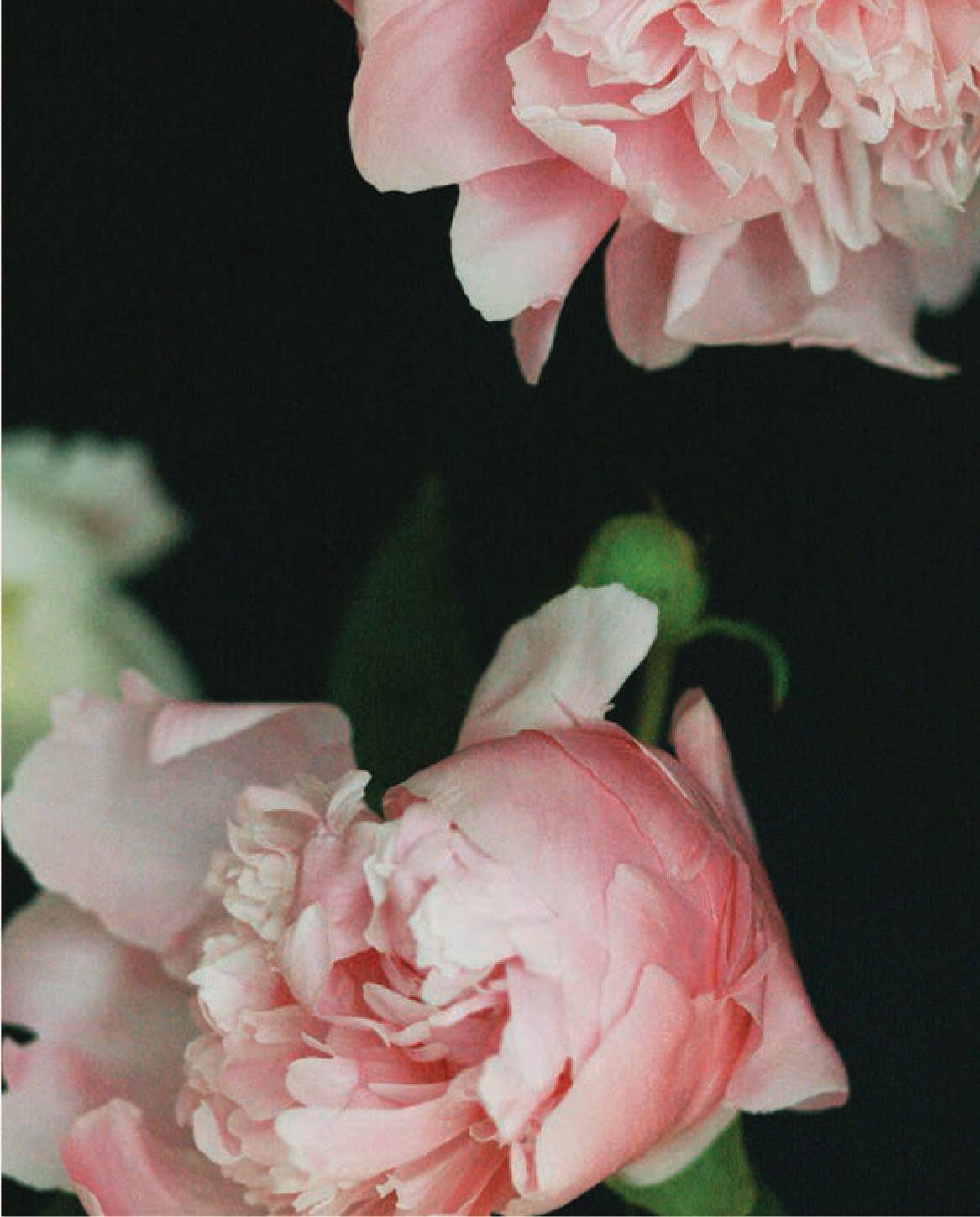 Pretty Peonies