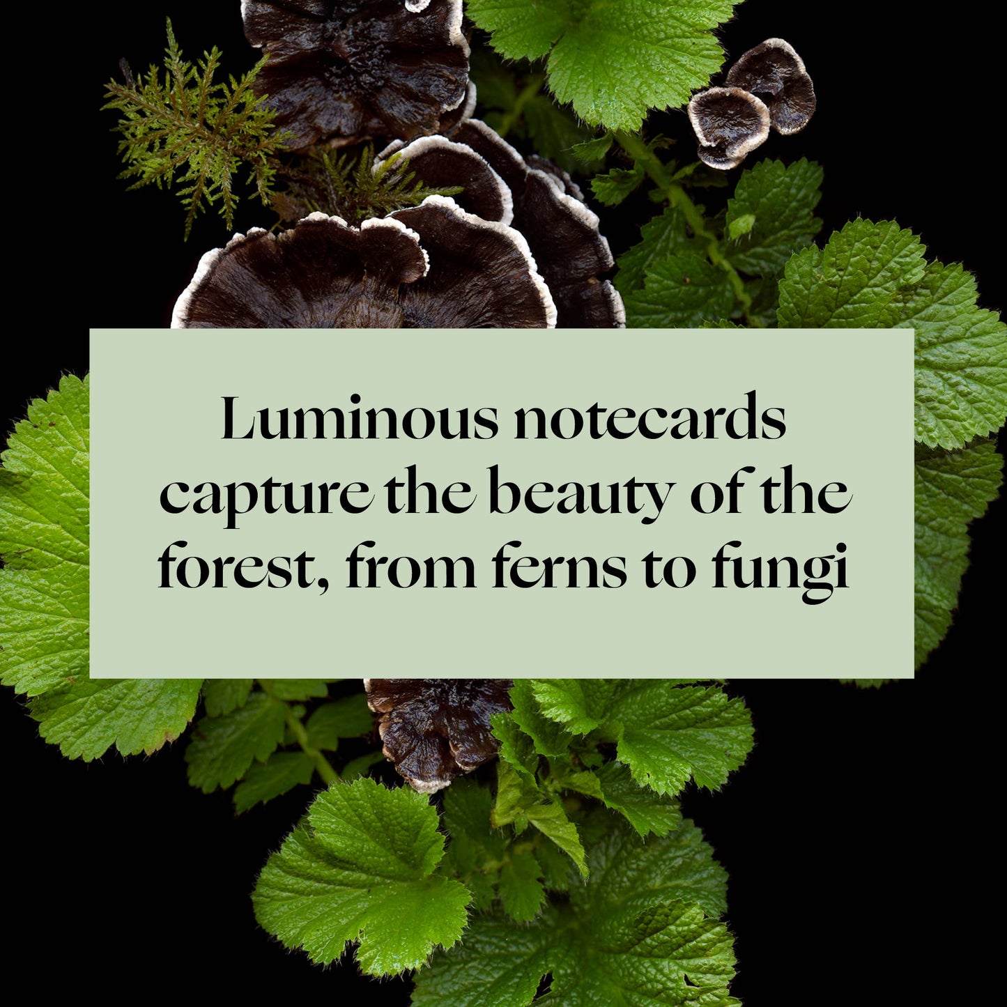 Deep Dark Forest Notes