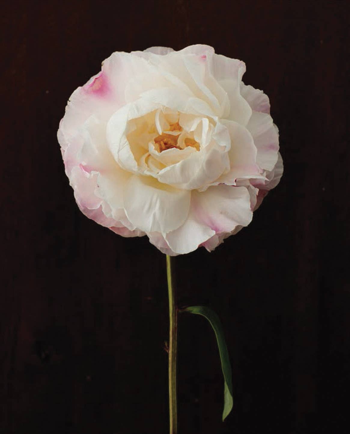 Pretty Peonies