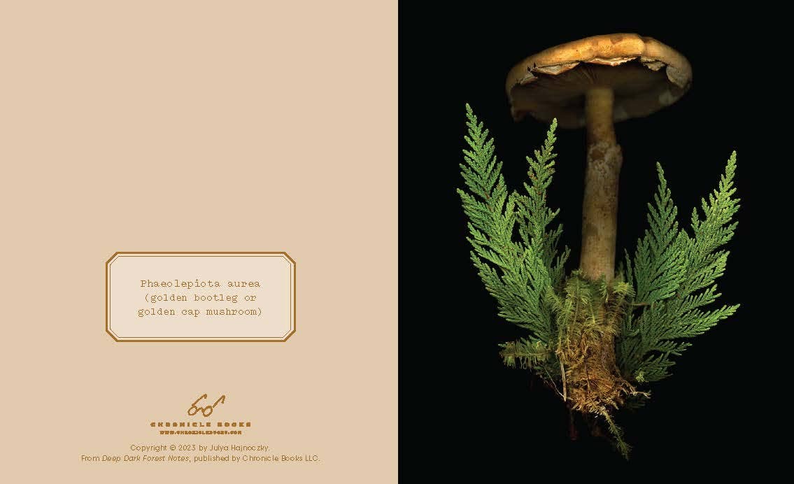 Deep Dark Forest Notes